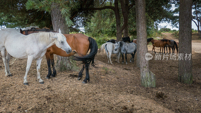 南安普顿附近的新森林国家公园里的一群矮种马