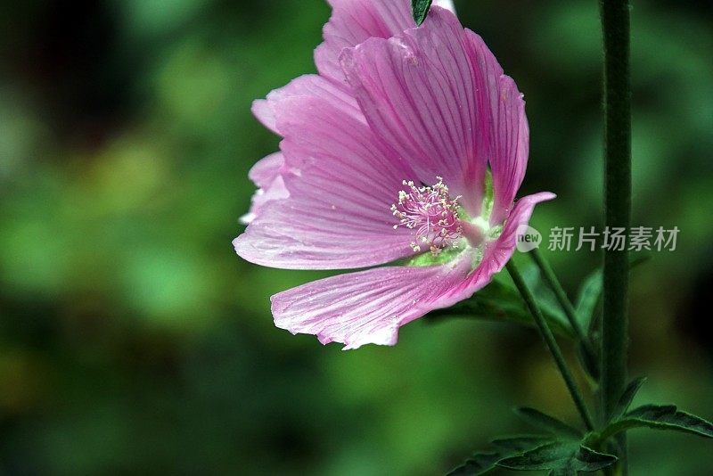 2018年的背景。锦葵(Malva)的特写。巴伐利亚,德国。