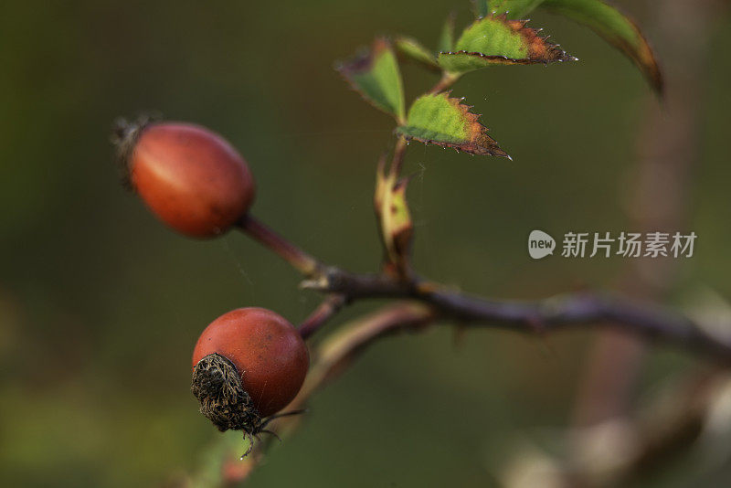 狗的红色果实在秋天开花