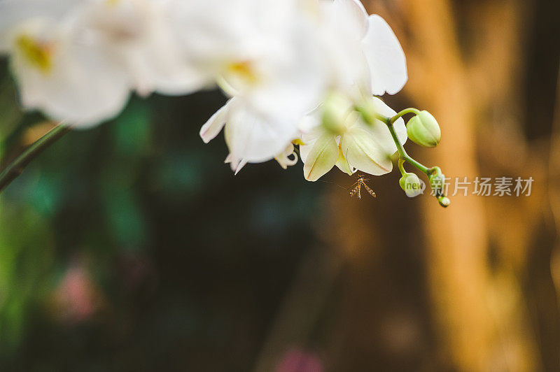 白色蝴蝶兰属兰花