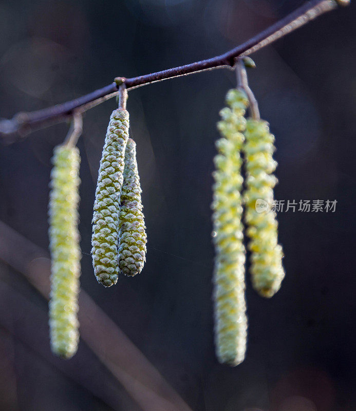 榛子开花了