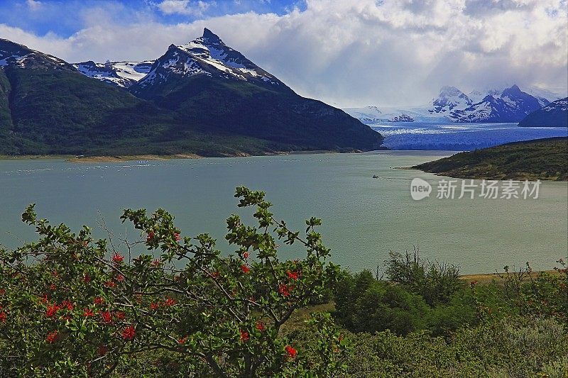 莫雷诺冰川和红色野花，阿根廷湖-卡拉法特，巴塔哥尼亚