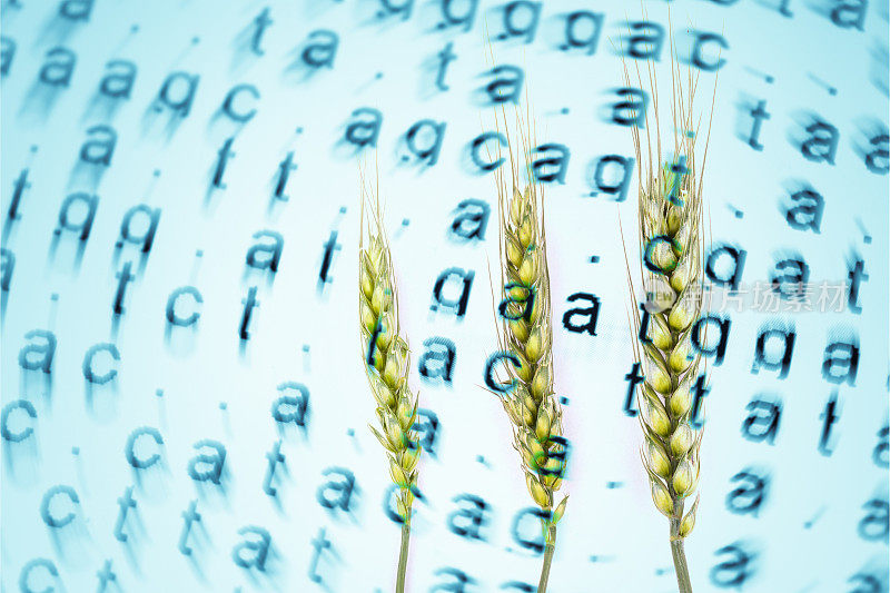 DNA密码与小麦茎和种子