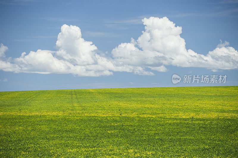 巴西大豆种植