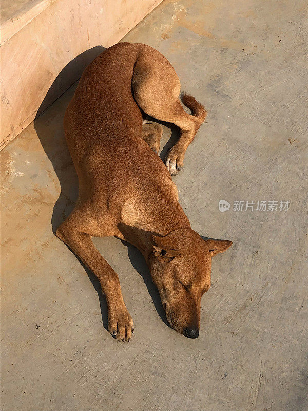印度北方邦新德里的一种印度野狗杂种，一只棕色流浪狗在人行道上睡觉