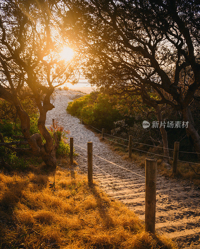 日出时穿过树林到海滩的海岸步道