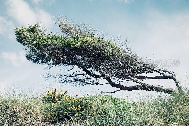 风吹橡木树，新西兰