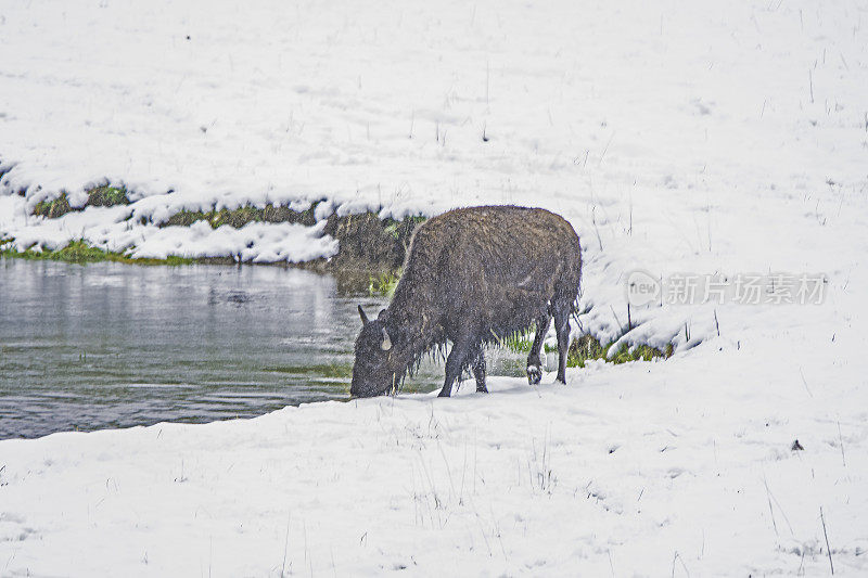 黄石公园5月降雪6英寸后，野牛在吃草