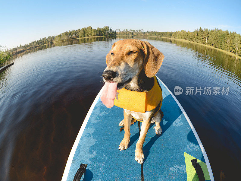 小狗在夏天的桨板上。