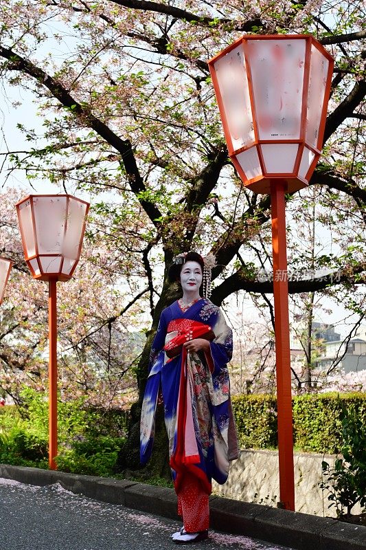 穿着美子服装的日本女人在京都欣赏樱花