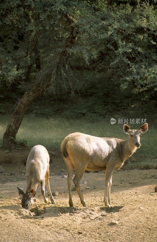 印度拉贾斯坦邦Ranthambore国家公园，桑巴鹿和小鹿