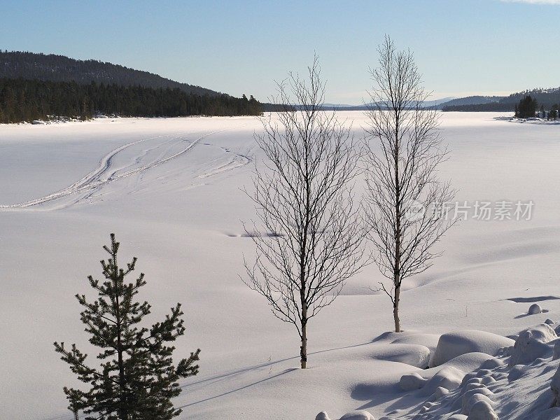 湖边的树被雪覆盖着