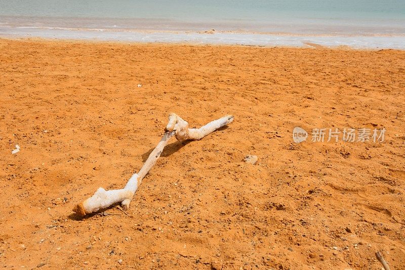 死海里一根沾满盐的树枝