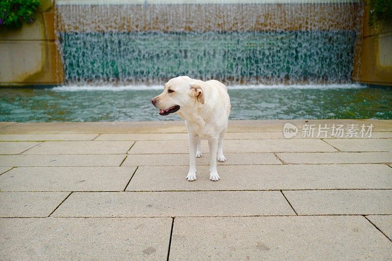 拉布拉多寻回犬