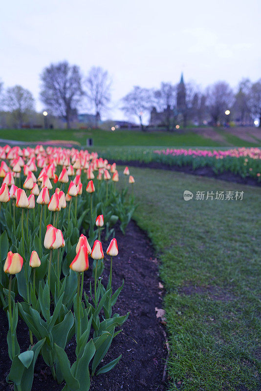 渥太华郁金香节