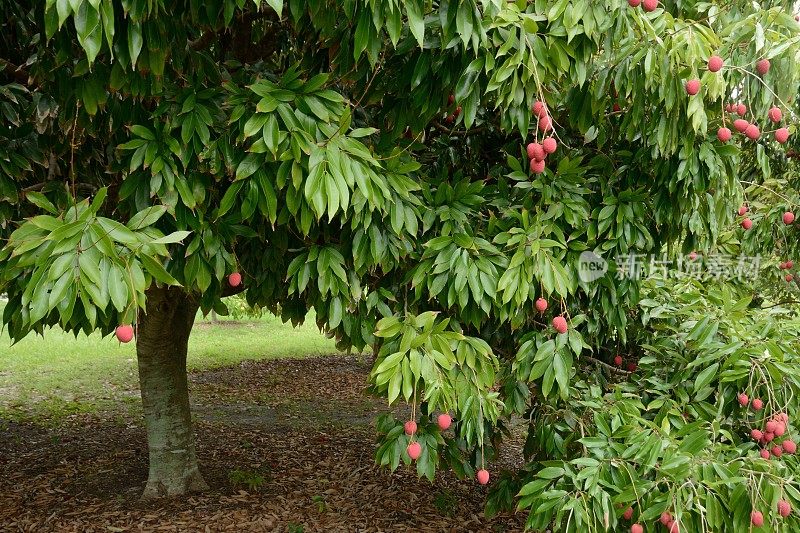 荔枝果树。荔枝sinensis