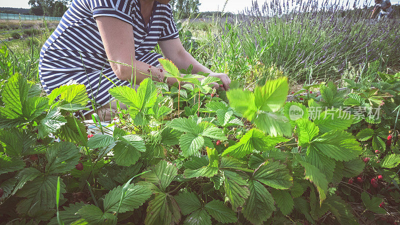 在花园里摘野草莓