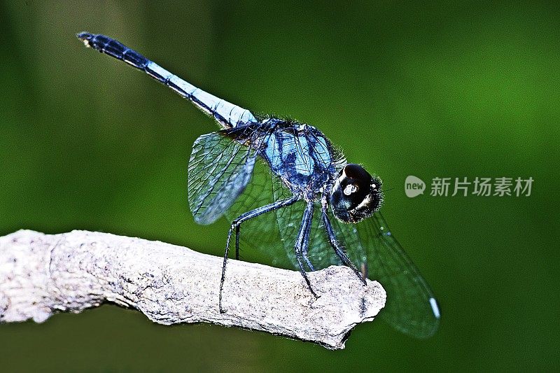 蜻蜓在树枝上。