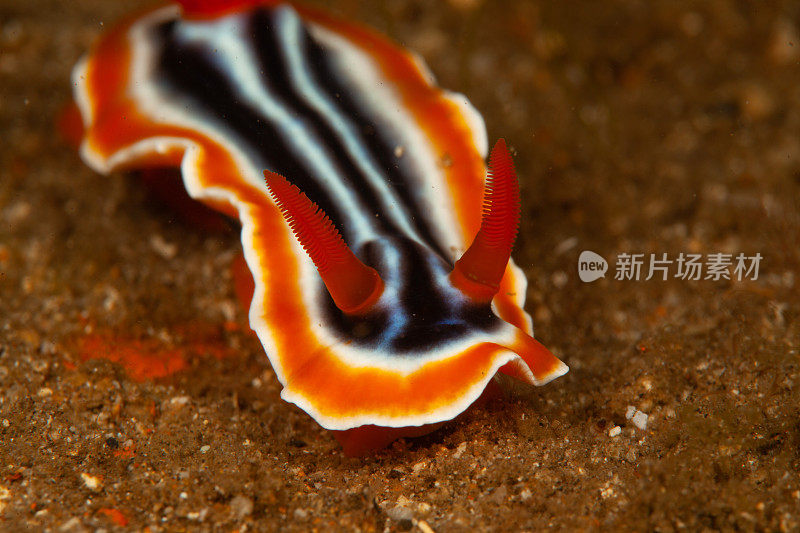 海洋生物。彩色的海蛞蝓水下生物裸鳃