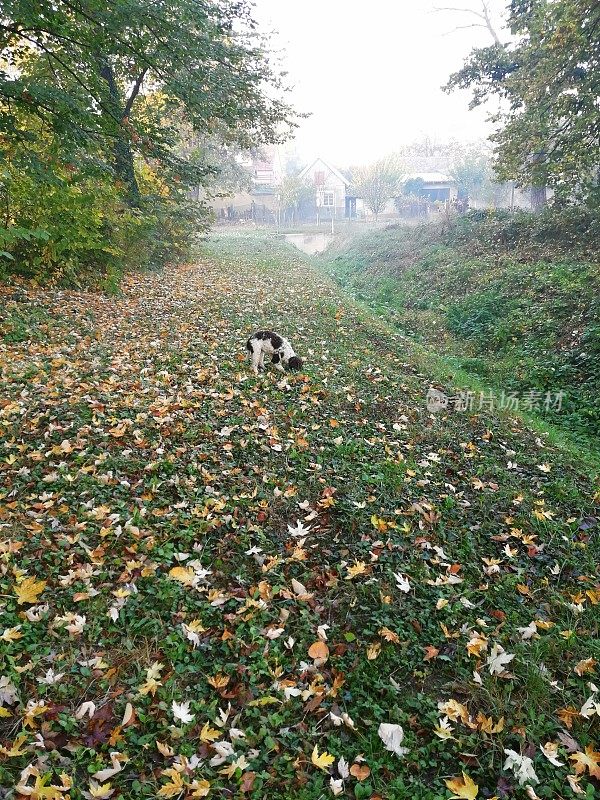 小狗清晨在公园散步