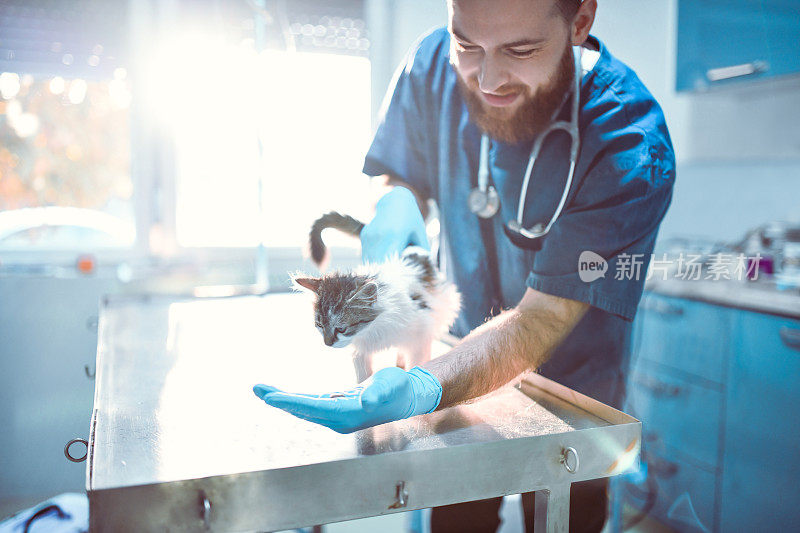 男兽医照顾可爱的小猫
