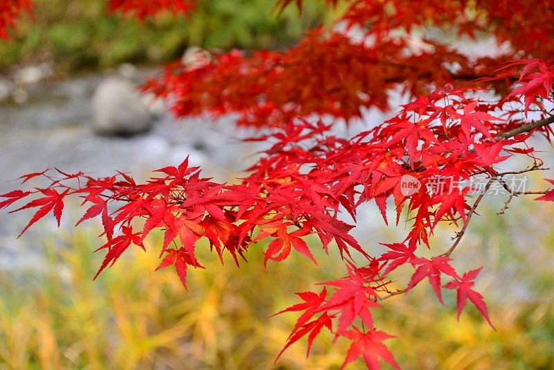 青森县黑石的中野百山公园秋叶