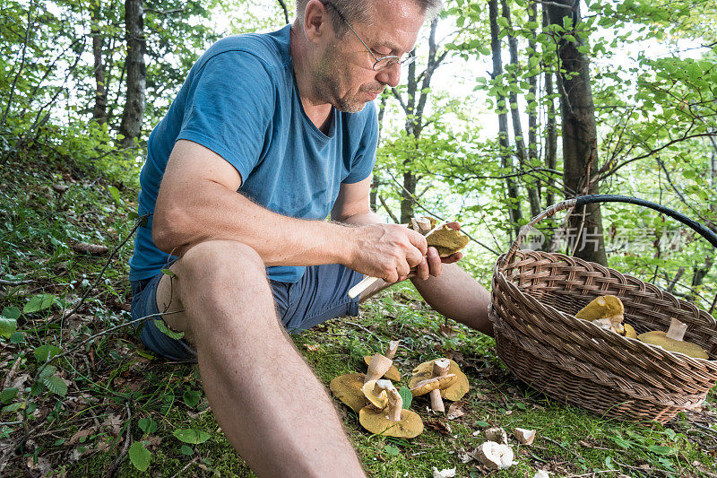 在森林里清理新鲜采摘的牛肝菌的人