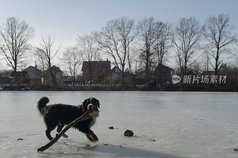 这是一只比利时山地犬，在初春阳光明媚的日子里，在结冰的湖面上玩耍。