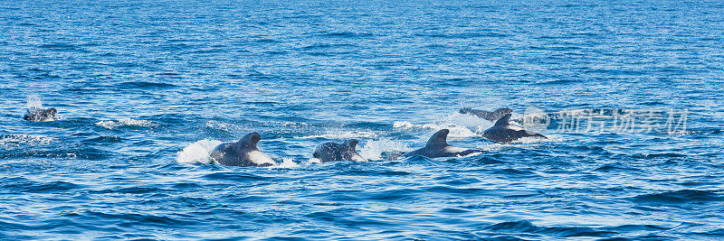 海豚群，凯库拉，新西兰
