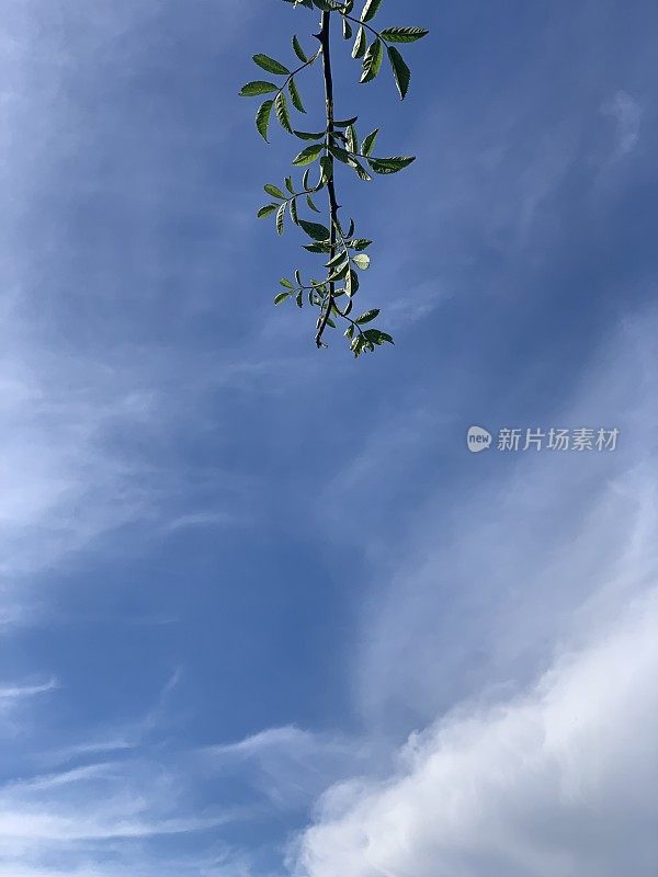 蓝天上野酒的叶子