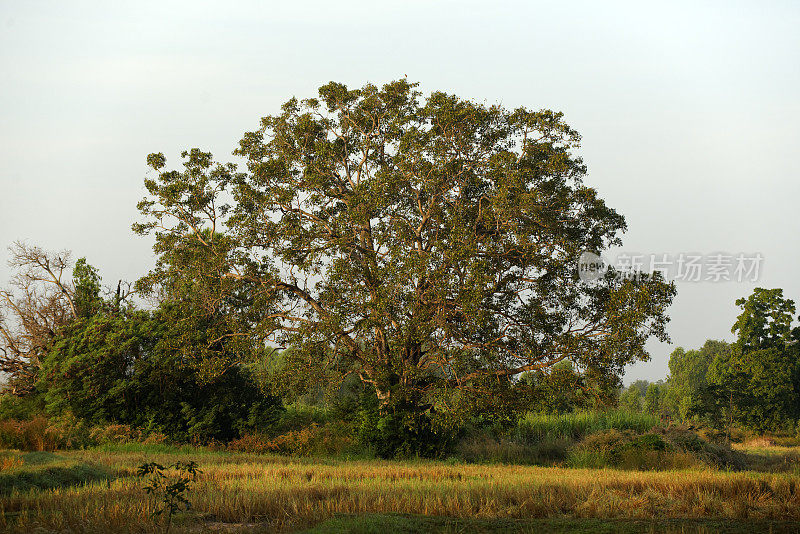 泰国乡村的一棵大树