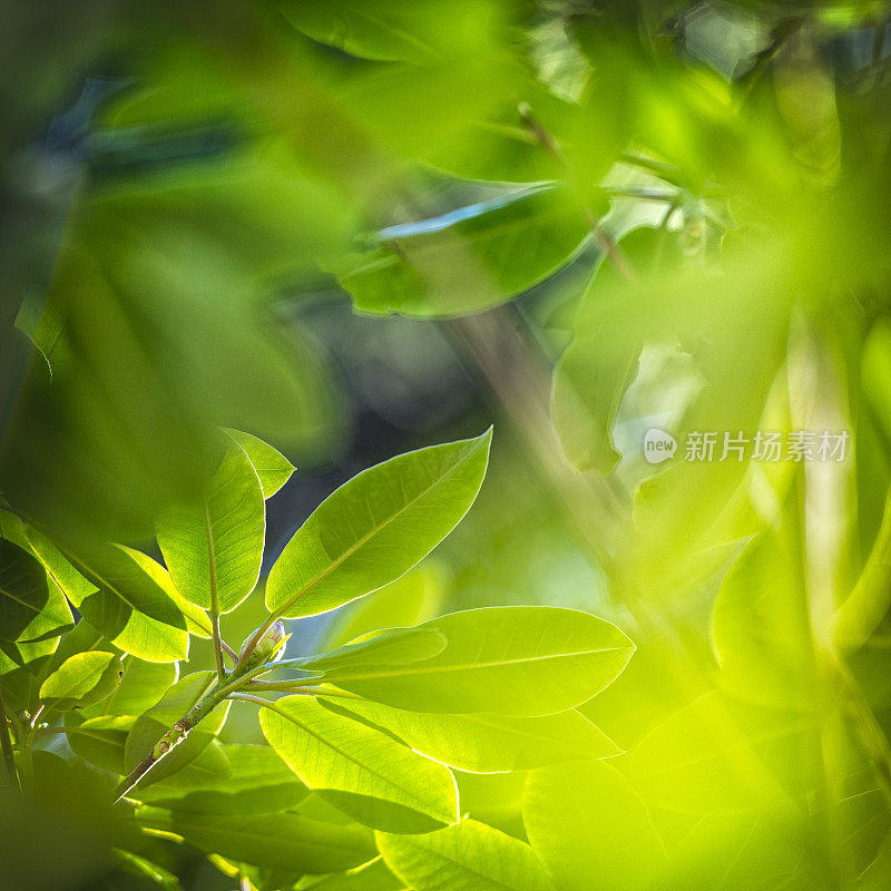 杜鹃花在春天发芽