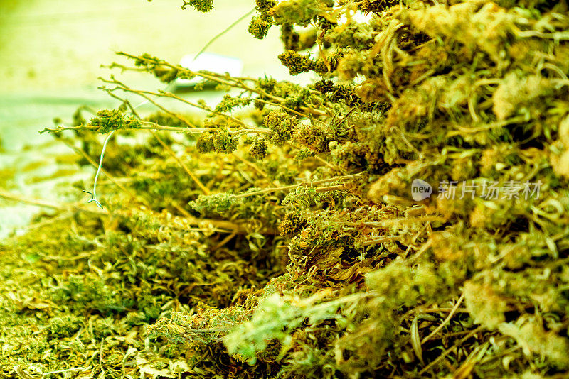 近距离拍摄干大麻大麻或大麻植物芽在一个农场收获后准备发送给消费者