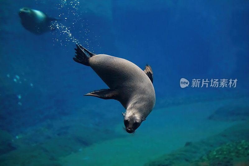 海角富海豹潜水水下