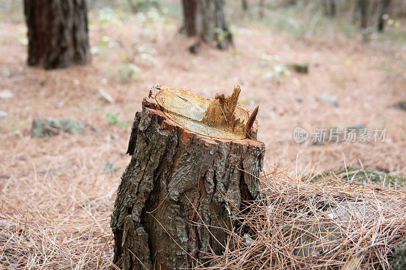 砍伐森林里的松树