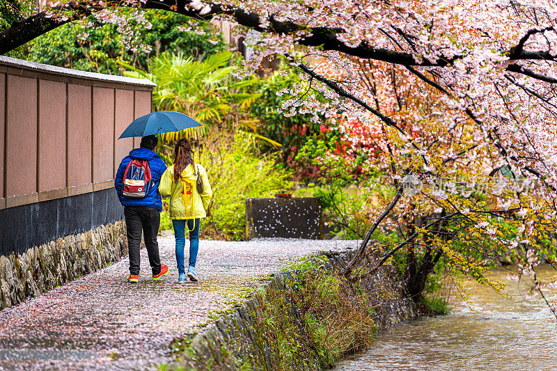 祗园区樱花盛开，白川河与夫妇散步伞下