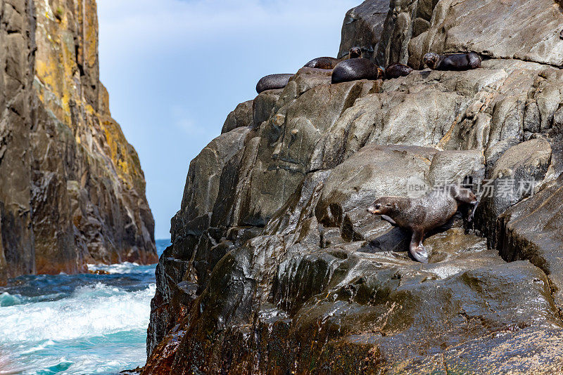 在塔斯马尼亚阿瑟港的塔斯曼国家公园保护区的鹰颈海岸悬崖上，海豹在岩石上放松