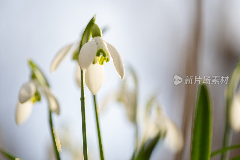 细节雪花莲头在阳光