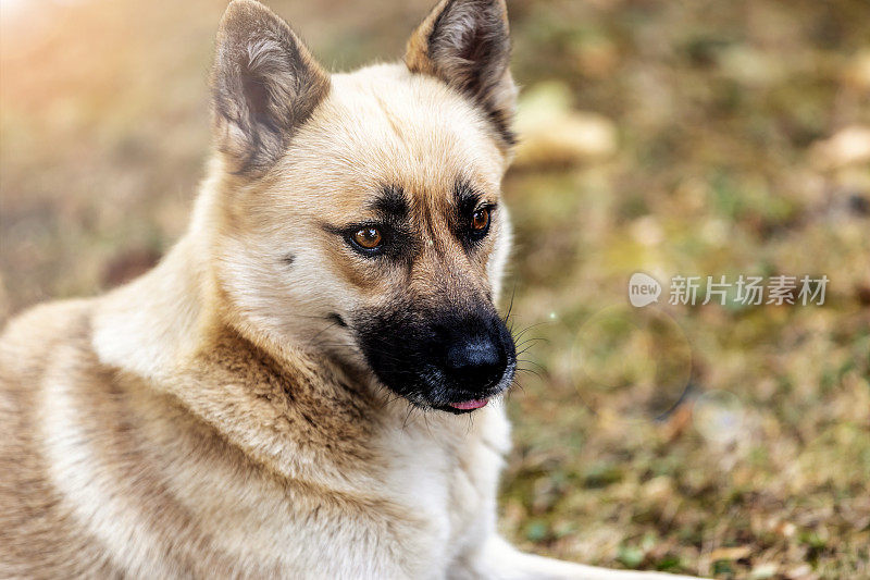 年轻的比利时牧羊犬马利诺斯的肖像