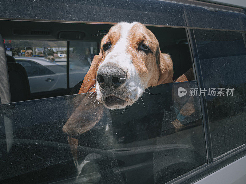 一只小猎犬从车窗里探出头来看