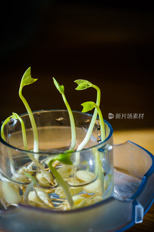 绿芽。植物播种和生长的步骤。绿色豆芽。花瓶内的绿叶植物