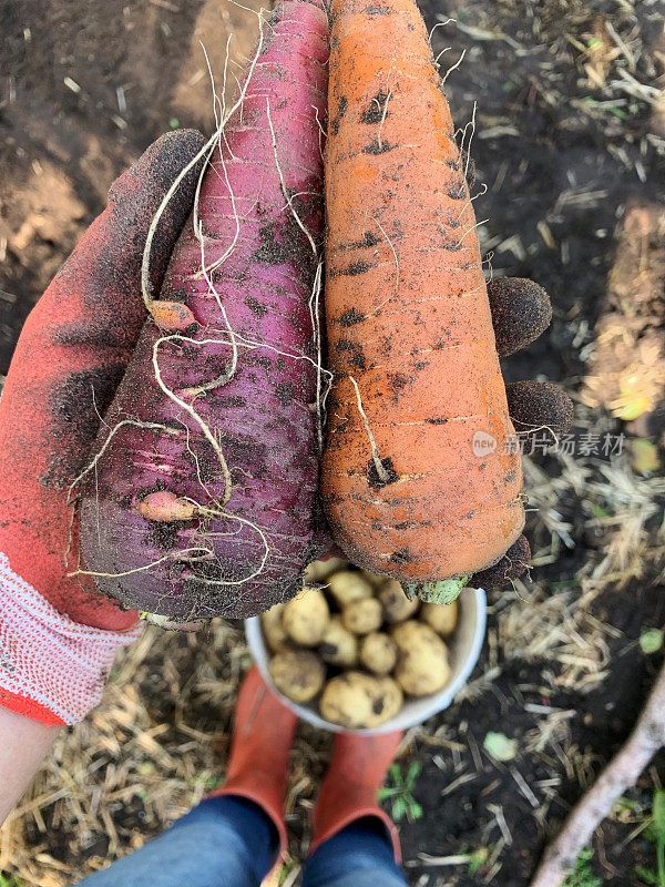 自家种植的新鲜的彩虹胡萝卜和从我的有机花园收获的土豆