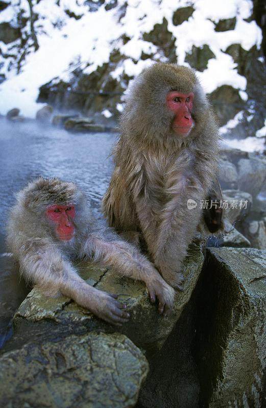 日本猕猴，褐尾猕猴，成人泡温泉，日本北海道岛