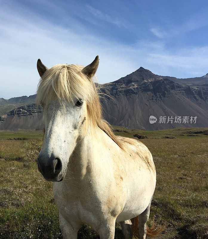 白色的冰岛小马