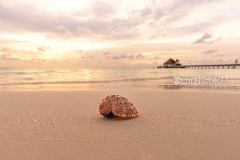 日落海滩上的海螺壳