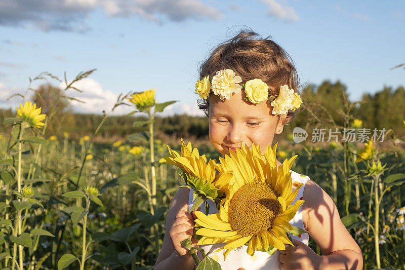 肖像。白人女孩，五岁，在向日葵地里。在乡下休息。夏末，秋末