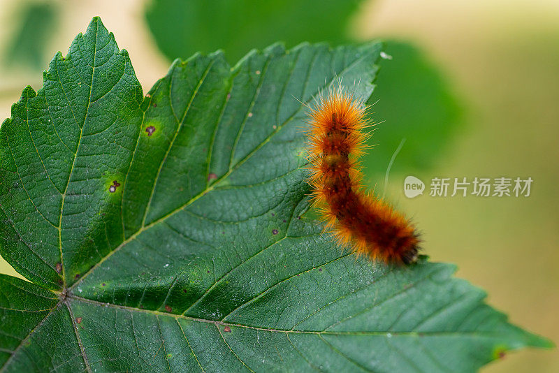 黄色的长毛熊毛毛虫