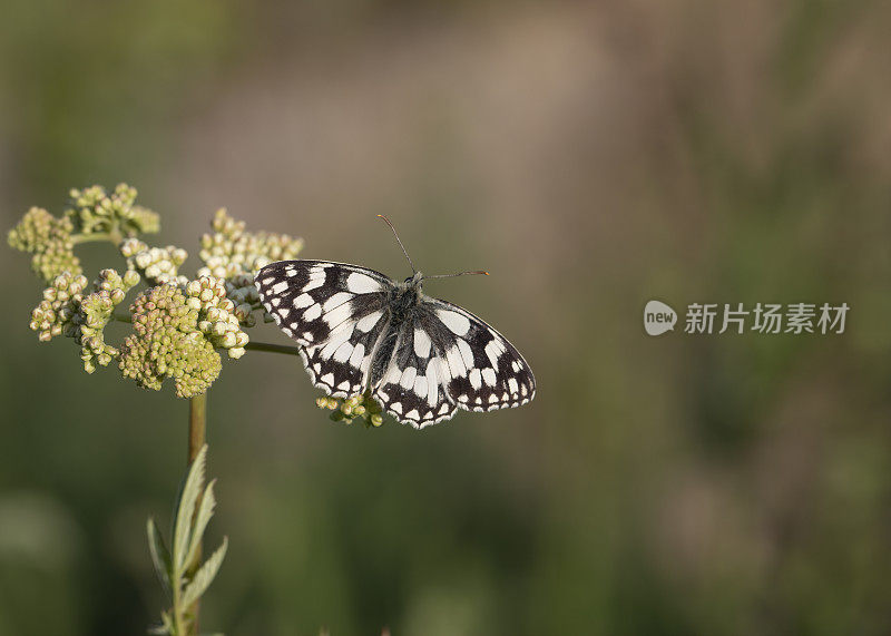 大理石白蝴蝶(黑蝶)