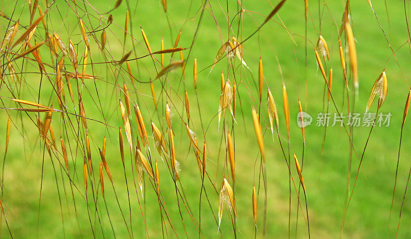 观赏草大针茅-巨羽草