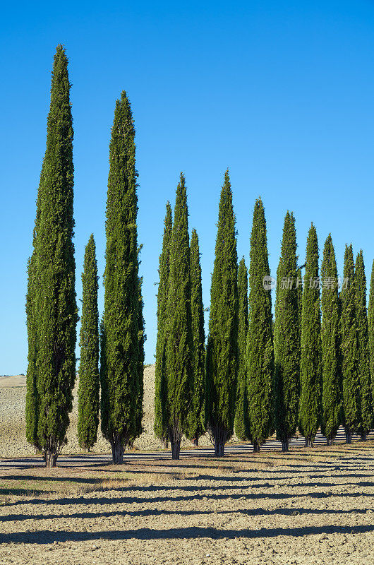 意大利托斯卡纳瓦尔德奥尔西亚的一排柏树